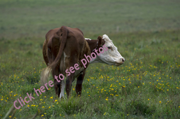Click here to view photographs of Cattle by Maria Savidis